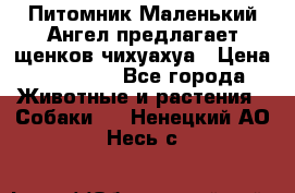 Питомник Маленький Ангел предлагает щенков чихуахуа › Цена ­ 10 000 - Все города Животные и растения » Собаки   . Ненецкий АО,Несь с.